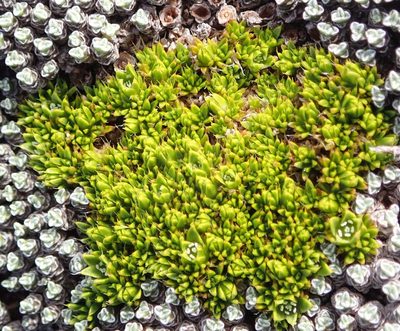 Colobanthus brevisepalus, photographed by John Steel