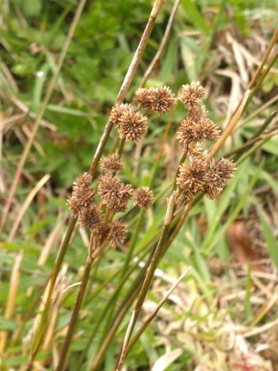 Juncus densiflorus, photographed by Leon Perrie