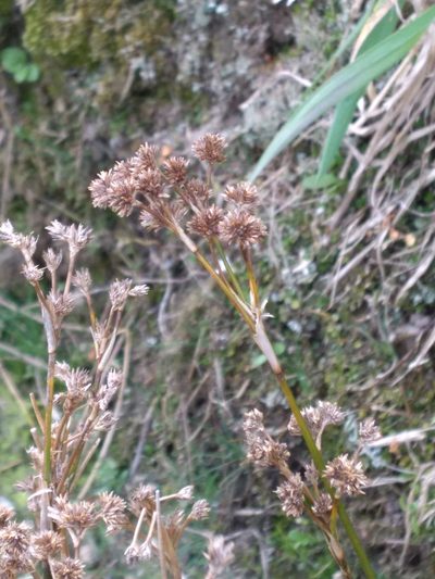 Juncus densiflorus, photographed by Leon Perrie