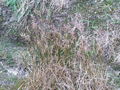 Juncus densiflorus, photographed by Leon Perrie