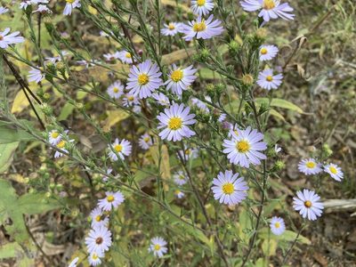 Symphyotrichum anomalum, photographed by Reid Hardin