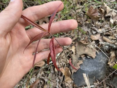 Thyrsanthella difformis, photographed by Reid Hardin
