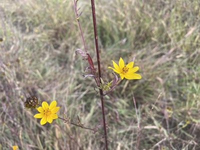Bidens aristosa, photographed by Reid Hardin