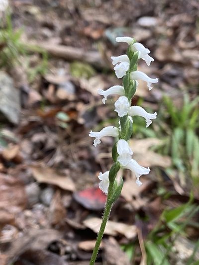 Spiranthes niklasii, photographed by Reid Hardin