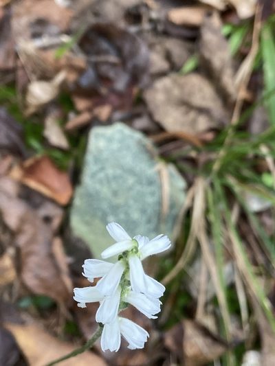 Spiranthes niklasii, photographed by Reid Hardin