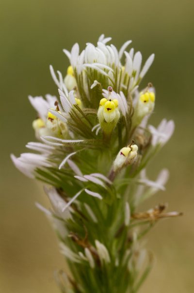 Castilleja lineariloba, photographed by Megan Ralph