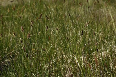 Carex scabriuscula, photographed by Steve Matson
