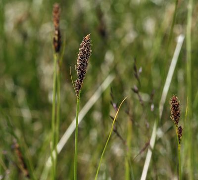 Carex scabriuscula, photographed by Steve Matson