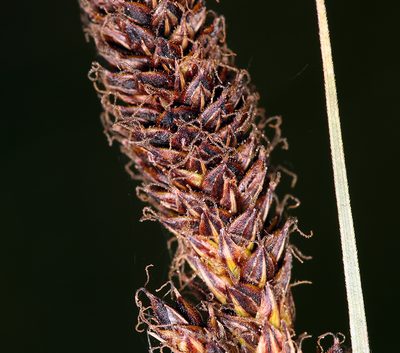 Carex scabriuscula, photographed by Steve Matson