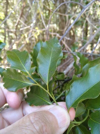 Ventilago pubiflora, photographed by Tony van Kampen