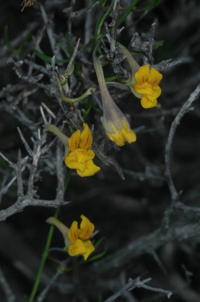 Tropaeolum porifolium, photographed by aacocucci