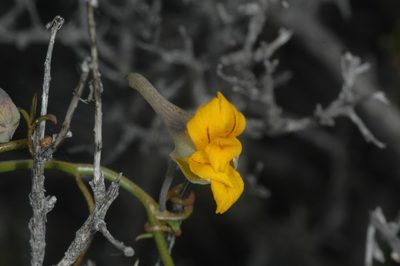 Tropaeolum porifolium, photographed by aacocucci