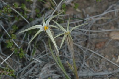 Tristagma patagonicum, photographed by aacocucci