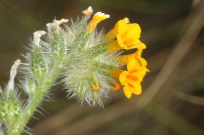Amsinckia calycina, photographed by aacocucci