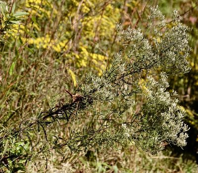 Eupatorium hyssopifolium, photographed by Louise Woodrich