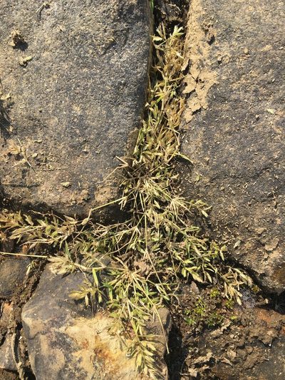 Eragrostis hypnoides, photographed by Bonnie Isaac