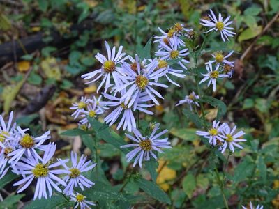 Symphyotrichum prenanthoides, photographed by Reuven Martin