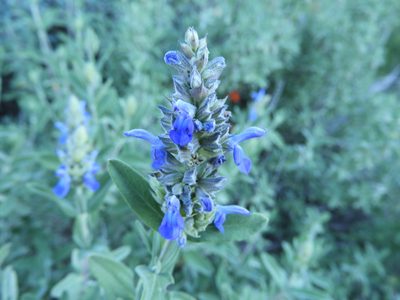 Salvia coulteri, photographed by Leticia Jiménez Hernández