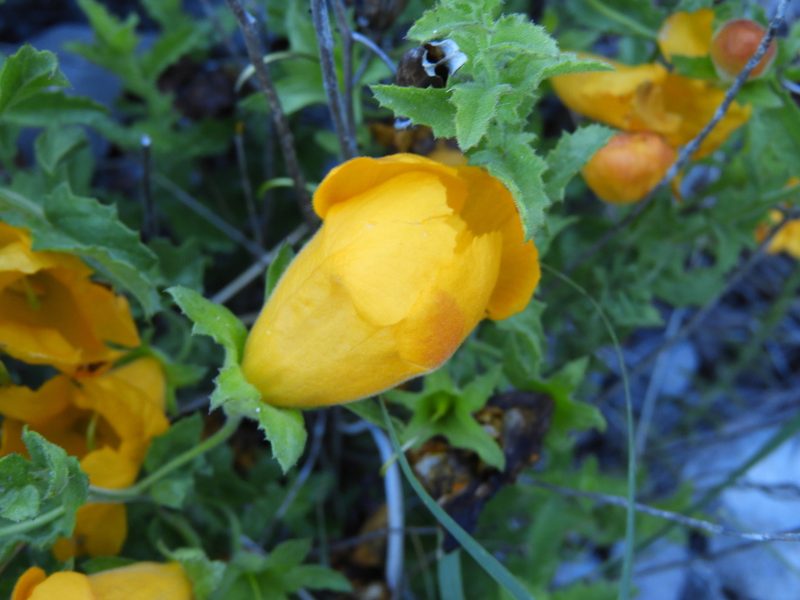 Aureolaria greggii, photographed by Leticia Jiménez Hernández