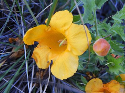 Aureolaria greggii, photographed by Leticia Jiménez Hernández