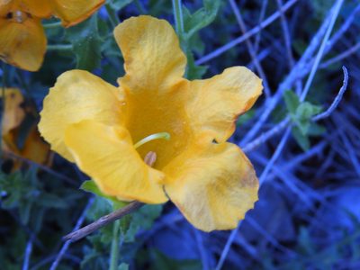 Aureolaria greggii, photographed by Leticia Jiménez Hernández