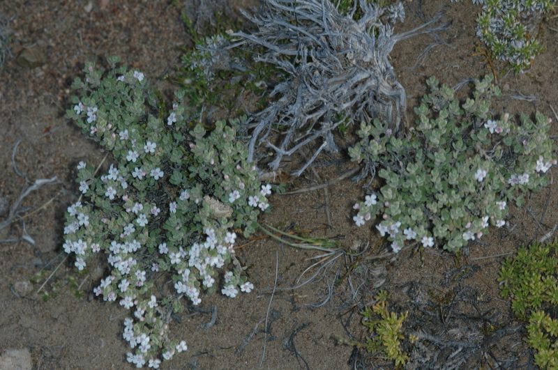 Clinopodium darwinii, photographed by aacocucci