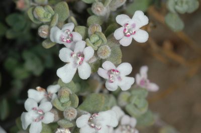 Clinopodium darwinii, photographed by aacocucci
