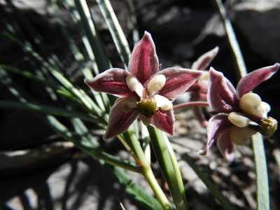 Asclepias zanthodacryon, photographed by Leticia Jiménez Hernández