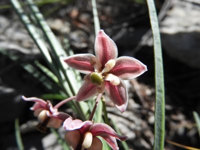 Asclepias zanthodacryon, photographed by Leticia Jiménez Hernández