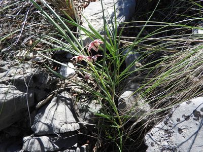 Asclepias zanthodacryon, photographed by Leticia Jiménez Hernández