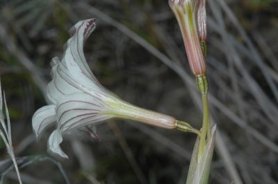 Olsynium biflorum, photographed by aacocucci