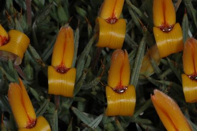 Anarthrophyllum strigulipetalum, photographed by aacocucci