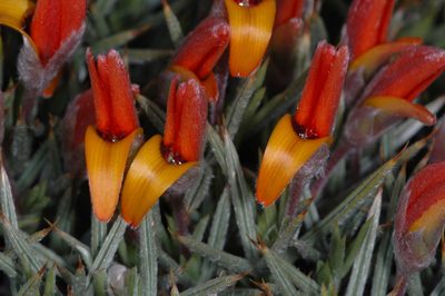 Anarthrophyllum strigulipetalum, photographed by aacocucci
