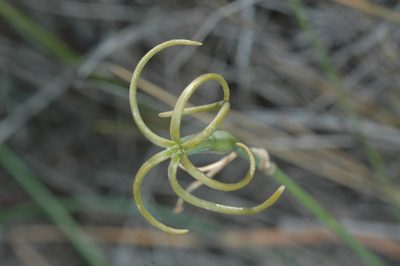Tristagma ameghinoi, photographed by aacocucci
