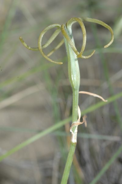 Tristagma ameghinoi, photographed by aacocucci