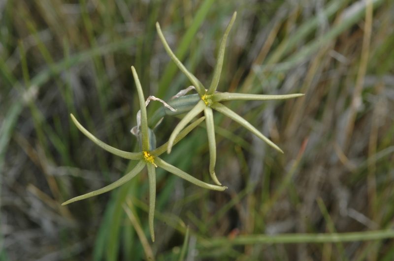 Tristagma ameghinoi, photographed by aacocucci