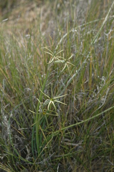 Tristagma ameghinoi, photographed by aacocucci