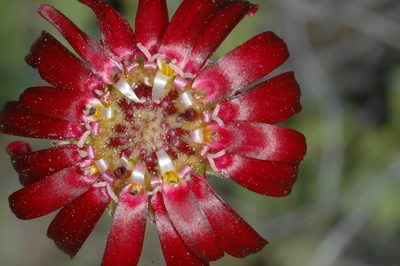 Leucheria purpurea, photographed by aacocucci