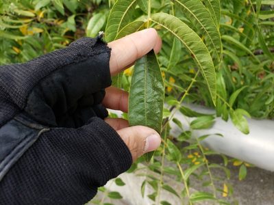 Juglans hindsii, photographed by karangattu