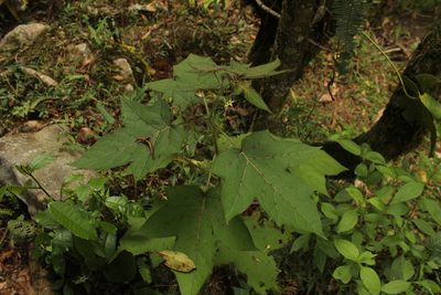 Solanum acerifolium, photographed by Andrés Ramírez-Barrera