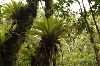 Tillandsia complanata, photographed by Andrés Ramírez-Barrera