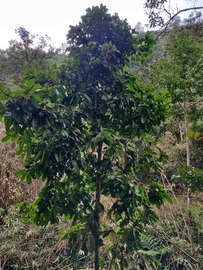 Vateria indica, photographed by T R Shankar Raman