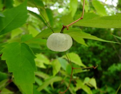 Ampelopsis denudata, photographed by Francisco Farriols Sarabia