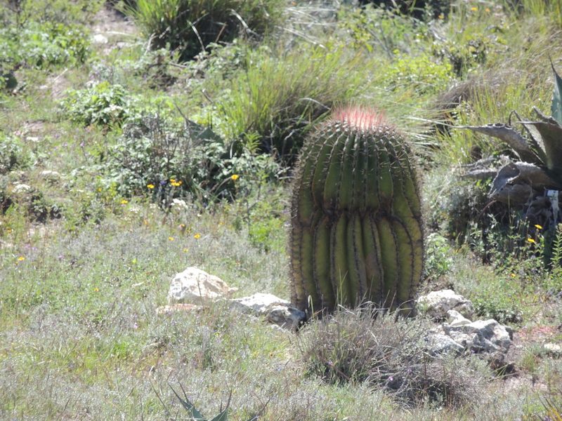 Ferocactus haematacanthus, photographed by Tereso Hernández Morales