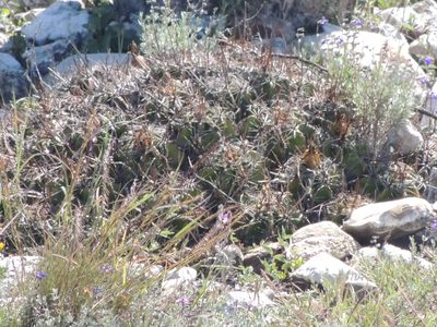 Ferocactus robustus, photographed by Tereso Hernández Morales