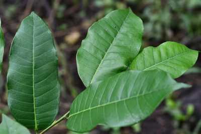 Brosimum alicastrum, photographed by adel-fridus