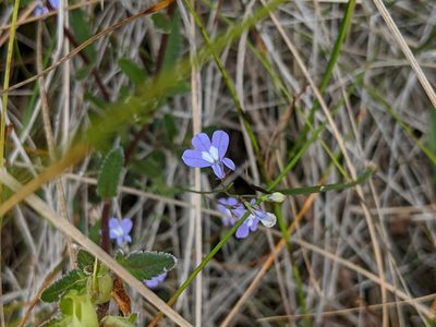 Lobelia kalmii, photographed by Elias