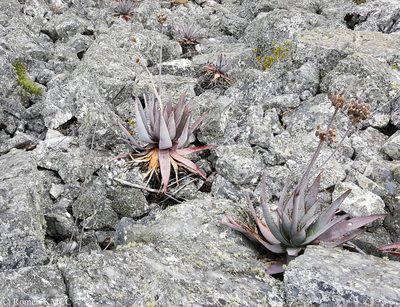 Aloe capitata