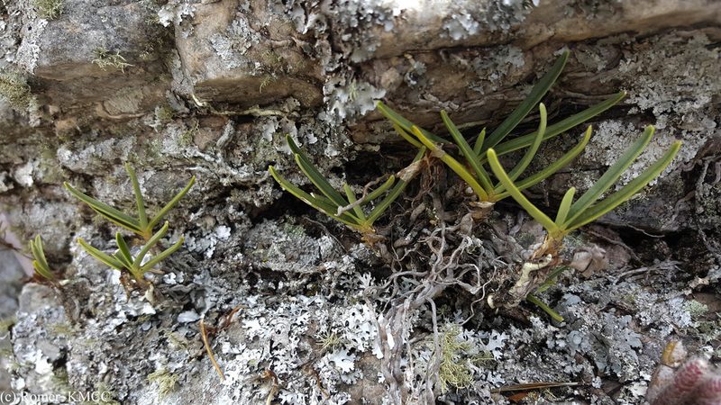 Angraecum rutenbergianum, photographed by Romer N. Rabarijaona