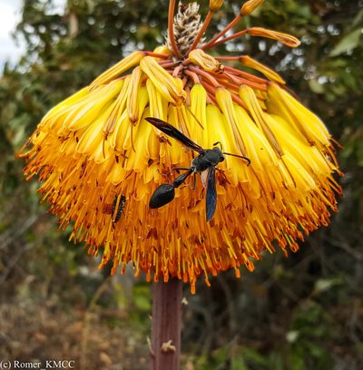 Aloe capitata, photographed by Romer N. Rabarijaona